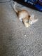 Mixed Cats for sale in San Antonio, TX, USA. price: NA