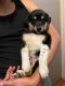 Mixed Puppies for sale in Woodburn, OR 97071, USA. price: NA