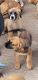 Mixed Puppies for sale in Manistee, MI 49660, USA. price: NA
