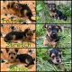 Mixed Puppies for sale in Sugar Grove, PA 16350, USA. price: NA