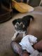 Mixed Puppies for sale in Whittier, CA 90604, USA. price: NA