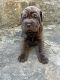 Mixed Puppies for sale in Wilburton, OK 74578, USA. price: NA
