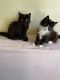 Mixed Cats for sale in Brooklyn, NY, USA. price: $450