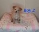 Mixed Puppies for sale in Carmichael, CA 95608, USA. price: $300