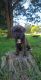 Mixed Puppies for sale in Pfafftown, NC, USA. price: NA