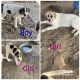 Mixed Puppies for sale in Greeley, CO, USA. price: NA