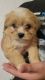 Mixed Puppies for sale in St Paul, MN, USA. price: $500