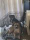 Mixed Puppies for sale in Beaverton, OR, USA. price: $400