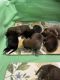 Mixed Puppies for sale in Midland, NC 28107, USA. price: NA