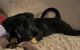 Mixed Puppies for sale in Manteca, CA, USA. price: NA