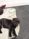 Mixed Puppies for sale in Sturgeon Bay, WI 54235, USA. price: $400
