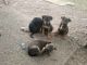 Mixed Puppies for sale in Luther, OK 73054, USA. price: NA