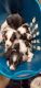 Mixed Puppies for sale in Winona, MN 55987, USA. price: NA