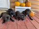 Mixed Puppies for sale in Mountain View, AR 72560, USA. price: NA