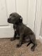 Mixed Puppies for sale in Rainbow City, AL, USA. price: NA