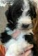 Mixed Puppies for sale in London, KY 40744, USA. price: $400