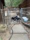 Mixed Puppies for sale in Ardmore, OK 73401, USA. price: NA