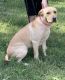 Mixed Puppies for sale in Rogers, AR, USA. price: NA