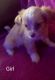 Mixed Puppies for sale in Spring Hill, FL, USA. price: NA