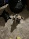 Mixed Puppies for sale in Acworth, GA, USA. price: $100