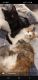 Mixed Cats for sale in Salem, WI 53168, USA. price: NA