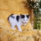 Mixed Cats for sale in Newtown Square, PA 19073, USA. price: $300