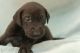 Mixed Puppies for sale in Des Moines, IA, USA. price: NA