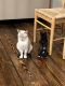 Mixed Cats for sale in Westfield, MA 01085, USA. price: $150