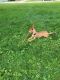 Mixed Puppies for sale in Cedar Rapids, IA, USA. price: NA