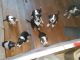Mixed Puppies for sale in Sacramento, CA, USA. price: NA