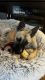 Mixed Puppies for sale in Phoenix, AZ, USA. price: $50