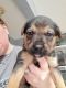 Mixed Puppies for sale in Saukville, WI, USA. price: $500