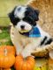Mixed Puppies for sale in Selinsgrove, PA 17870, USA. price: NA