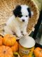 Mixed Puppies for sale in Selinsgrove, PA 17870, USA. price: $875