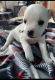 Mixed Puppies for sale in Virginia Beach, VA, USA. price: NA