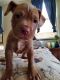 Mixed Puppies for sale in China Grove, NC 28023, USA. price: NA