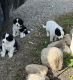 Mixed Puppies for sale in New York Mills, MN 56567, USA. price: NA