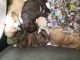 Mixed Puppies for sale in Swoyersville, PA 18704, USA. price: NA
