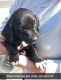 Mixed Puppies for sale in Chippewa Falls, WI 54729, USA. price: $500