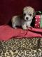 Mixed Puppies for sale in New Orleans, LA, USA. price: $875