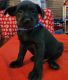 Mixed Puppies for sale in Bristol, TN, USA. price: $250