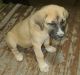 Mixed Puppies for sale in Leighton, AL 35646, USA. price: NA