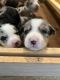 Mixed Puppies for sale in Westminster, MD, USA. price: NA