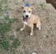 Mixed Puppies for sale in San Antonio, TX 78245, USA. price: NA