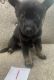 Mixed Puppies for sale in Holt, MO 64048, USA. price: NA