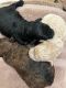 Mixed Puppies for sale in Henderson, NV, USA. price: $2,500