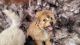 Mixed Puppies for sale in Henderson, NV, USA. price: $800