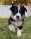 Mixed Puppies for sale in Dunkirk, NY 14048, USA. price: $600