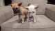 Mixed Puppies for sale in Little Rock, AR, USA. price: NA