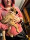 Mixed Puppies for sale in Council Bluffs, IA, USA. price: NA